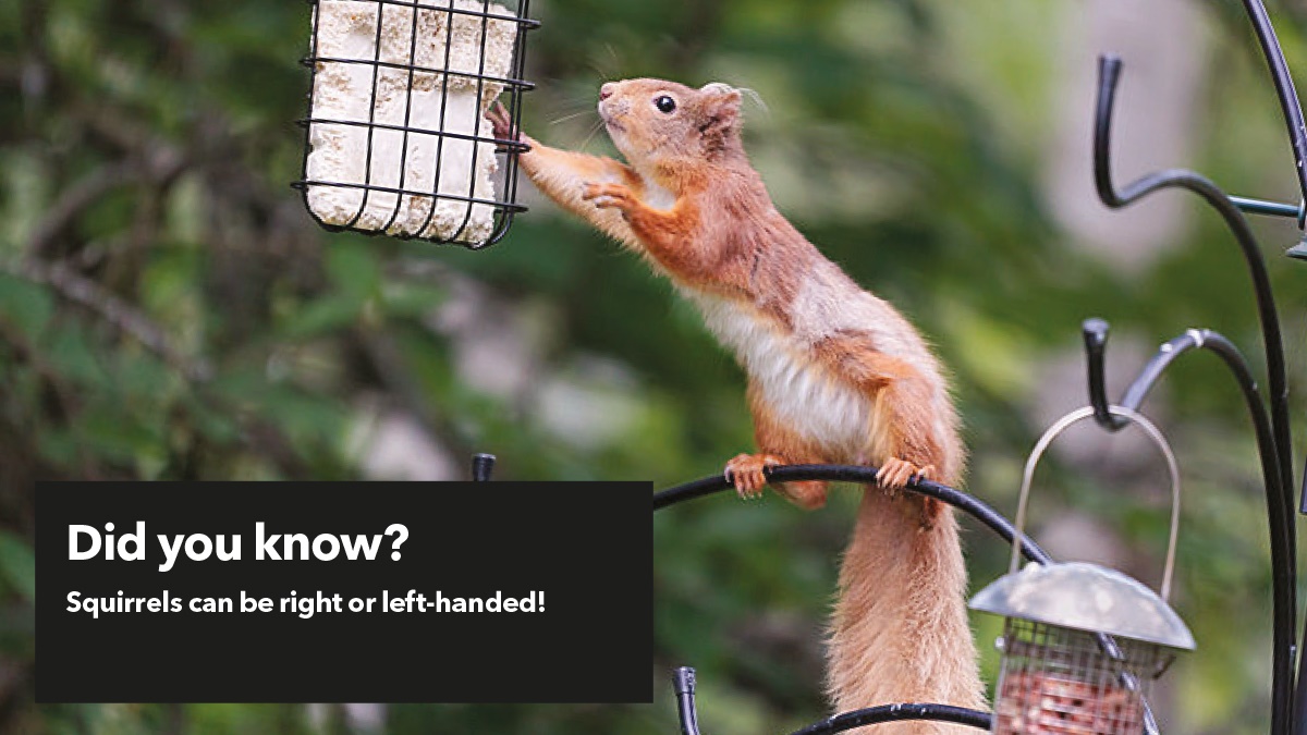 Squirrels can be right or left handed Squirrels can be right or left handed
